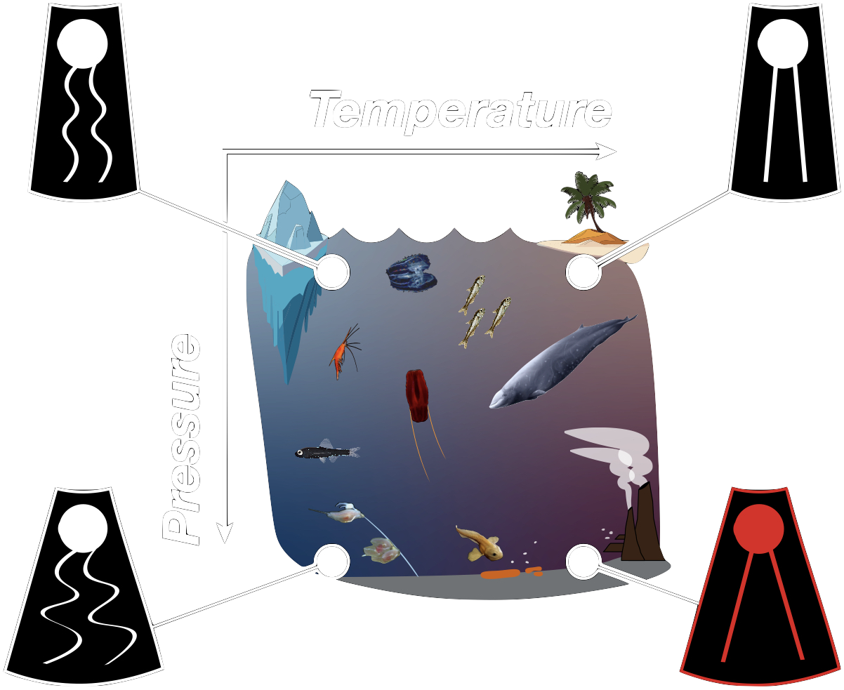Cartoon showing membrane lipid adaptation to pressure and temperature
